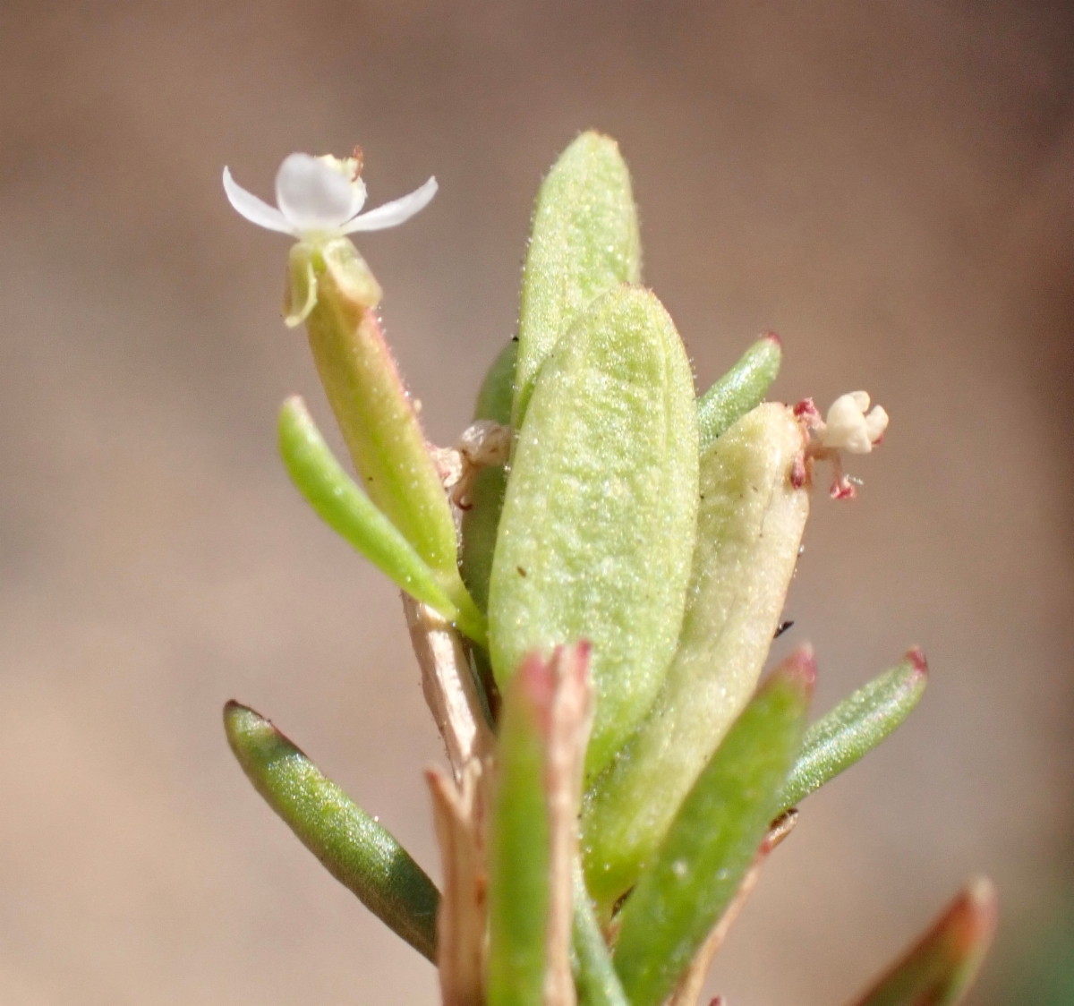 Gayophytum humile