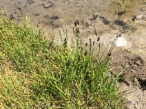 Carex scopulorum