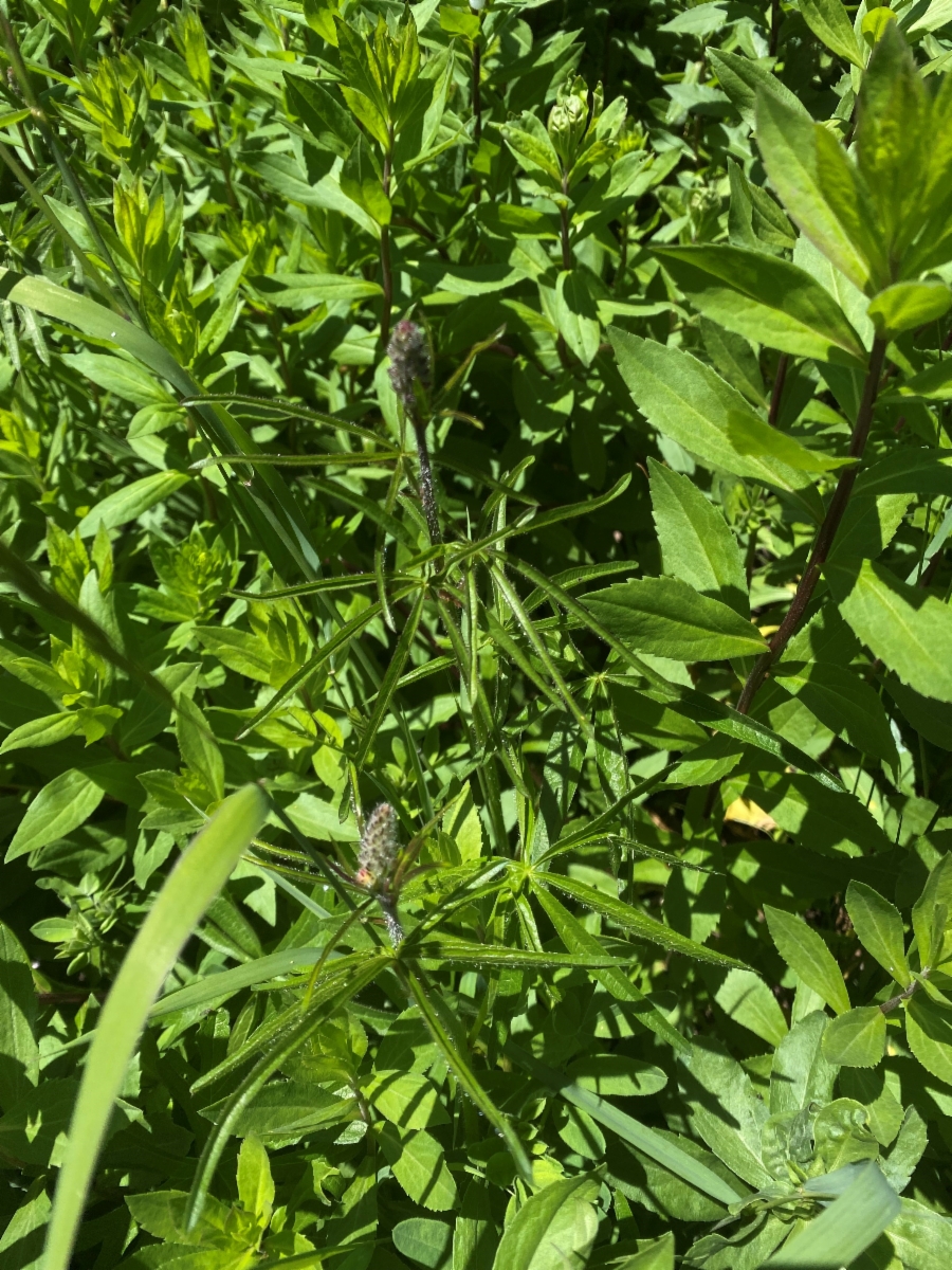 Sidalcea oregana ssp. eximia
