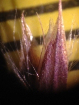 Calamagrostis stricta