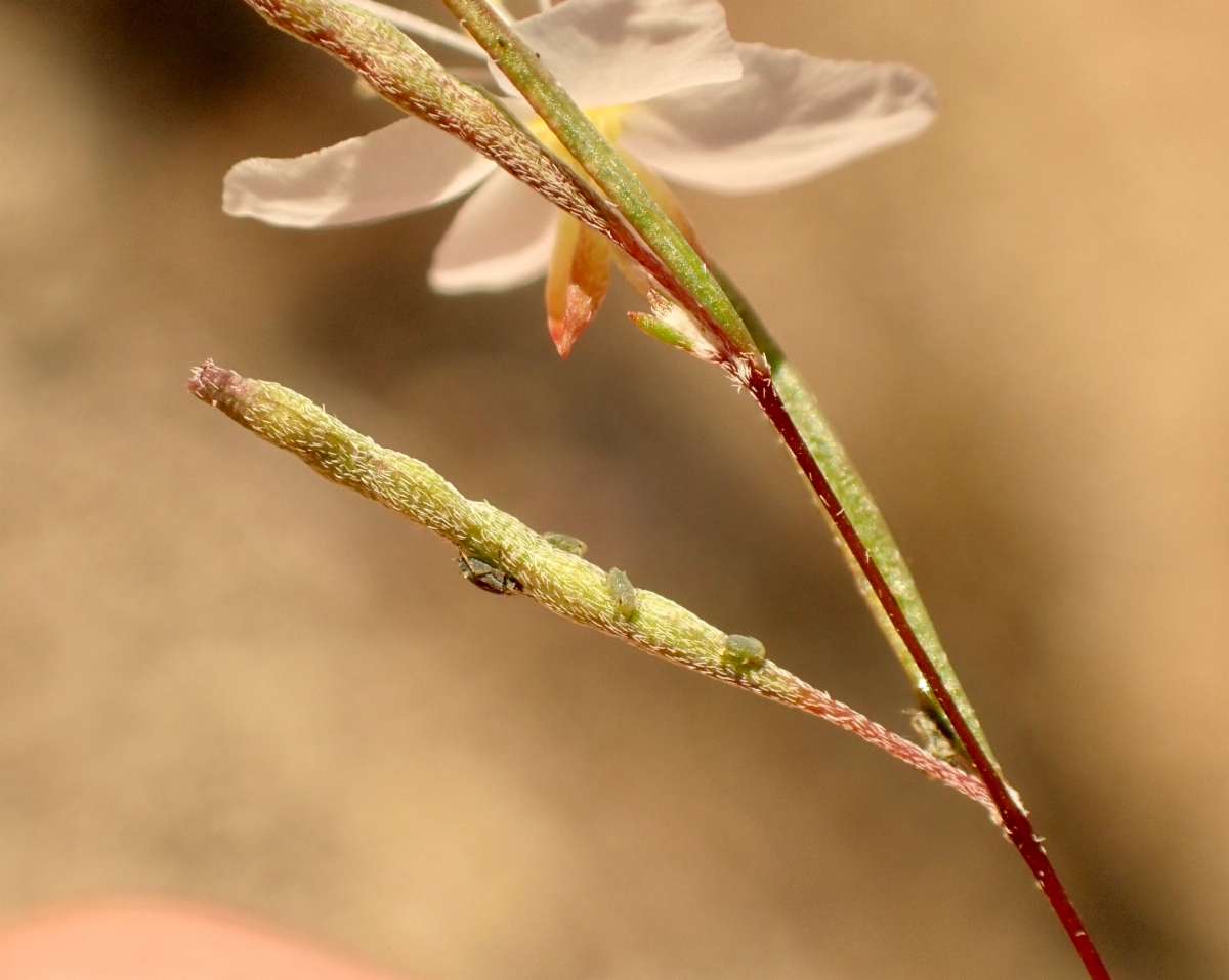 Gayophytum diffusum ssp. parviflorum