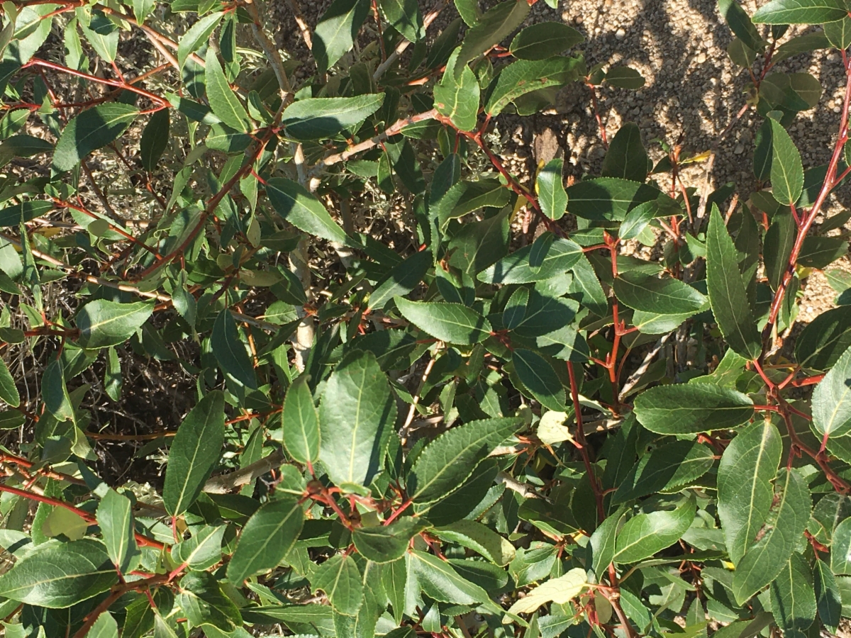 Salix planifolia