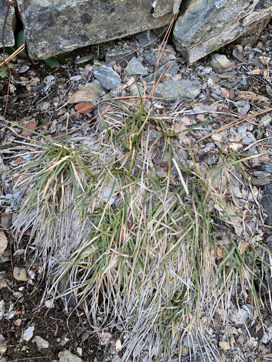 Carex brainerdii