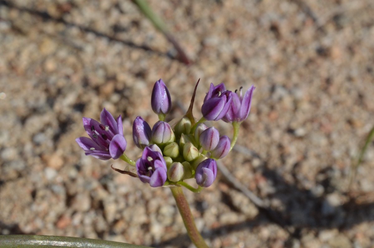 Allium lacunosum var. kernense