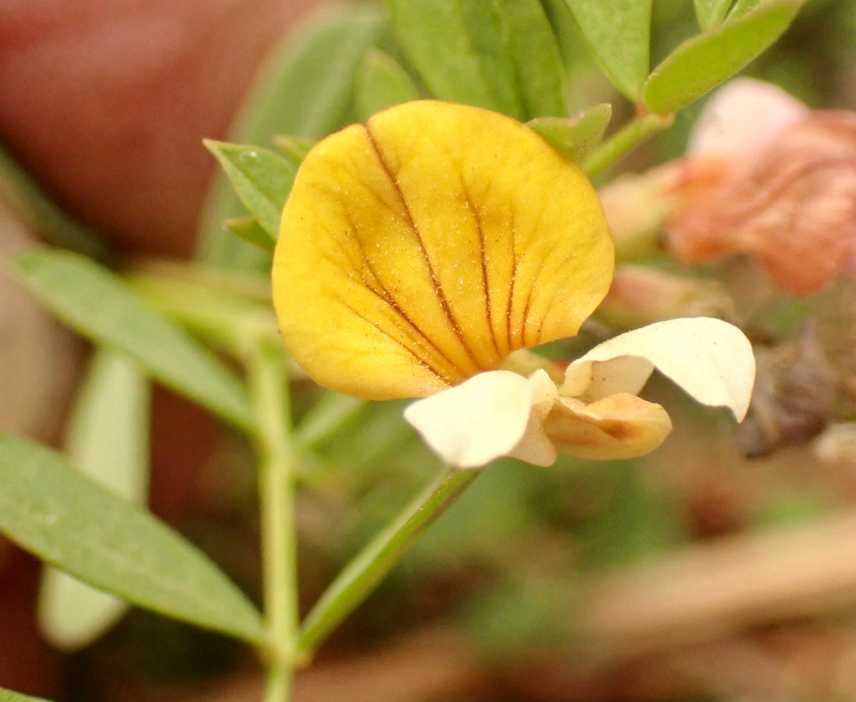 Hosackia oblongifolia var. cuprea