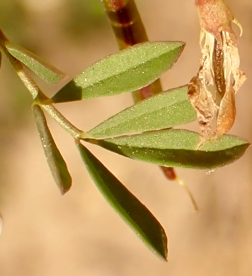 Hosackia oblongifolia var. cuprea