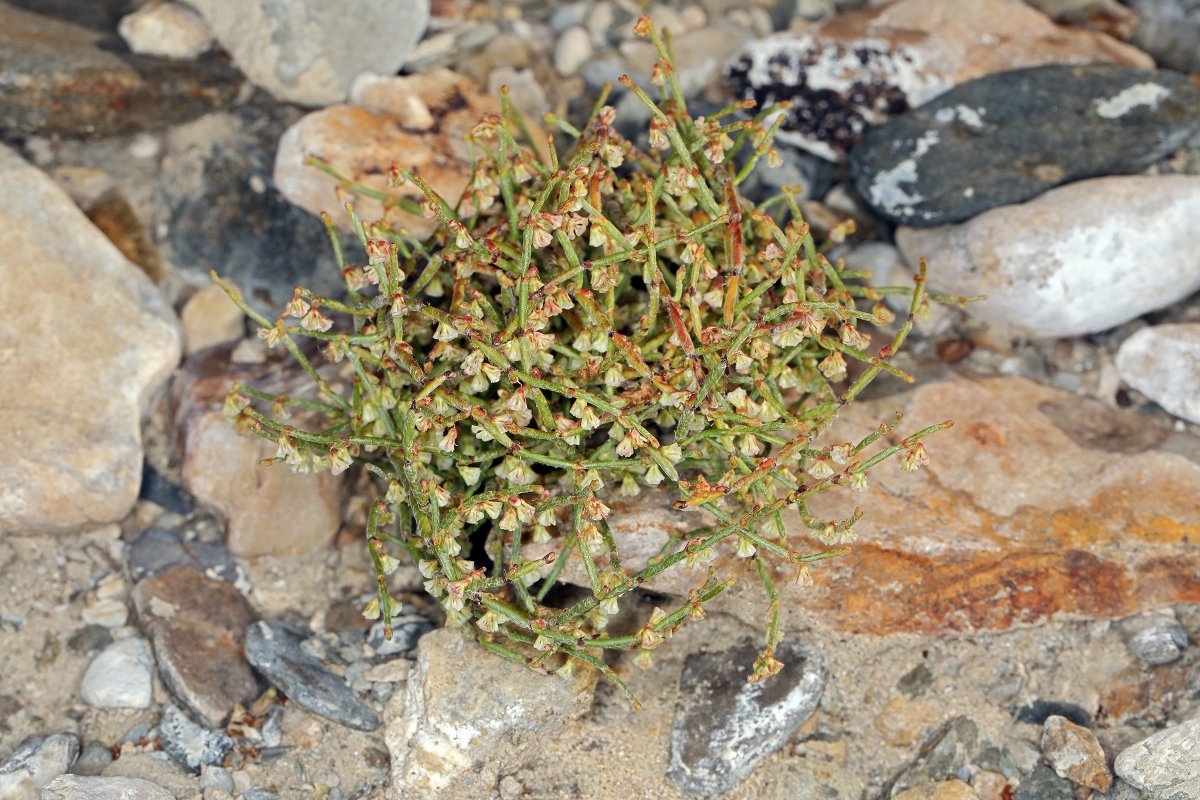 Eriogonum nidularium