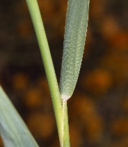 Phragmites australis ssp. americanus