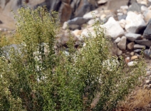 Brickellia longifolia