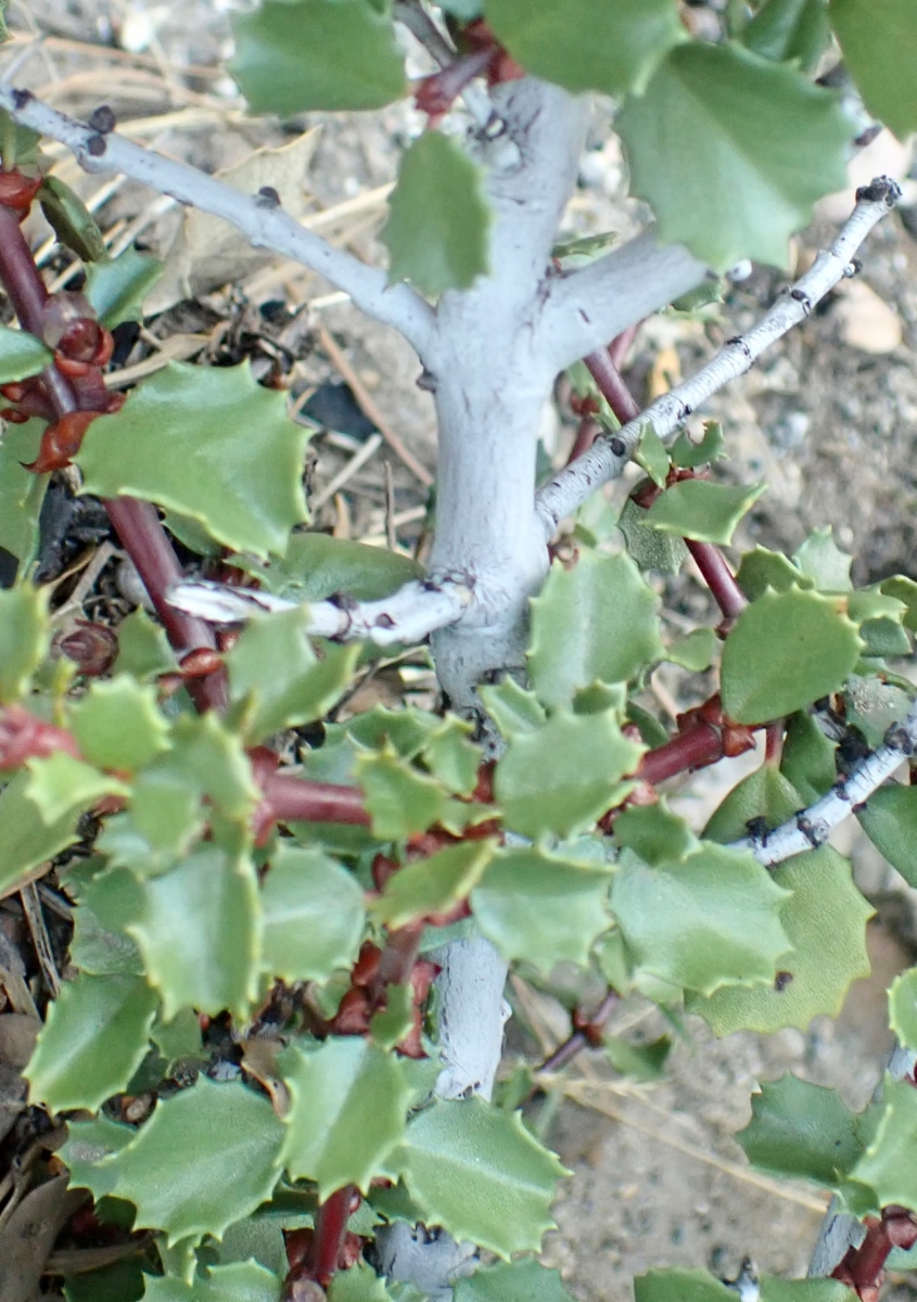 Ceanothus pinetorum