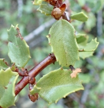 Ceanothus pinetorum