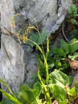 Luzula parviflora