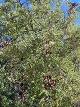 Acacia smallii