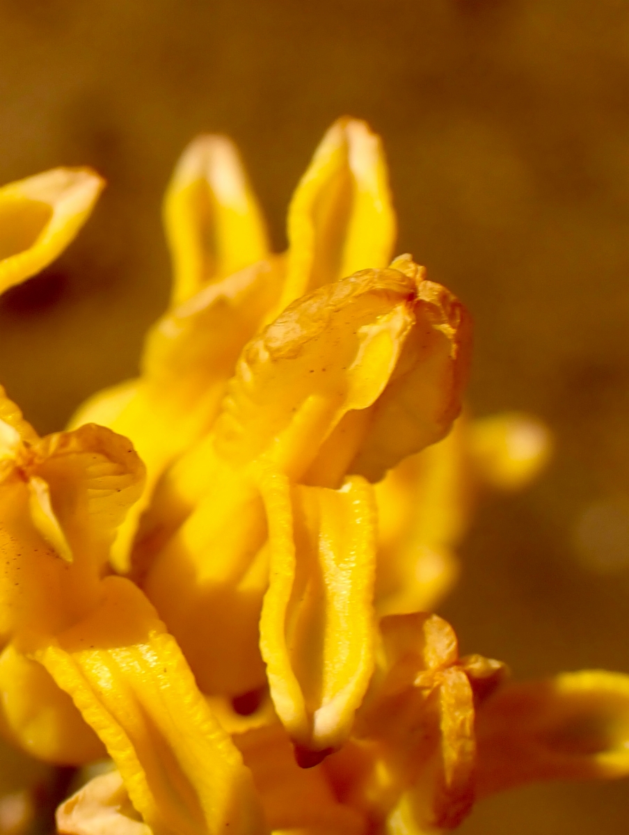 Ehrendorferia chrysantha