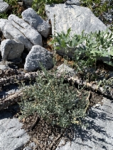 Artemisia ludoviciana ssp. Incompta