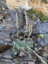 Artemisia borealis ssp. richardsoniana