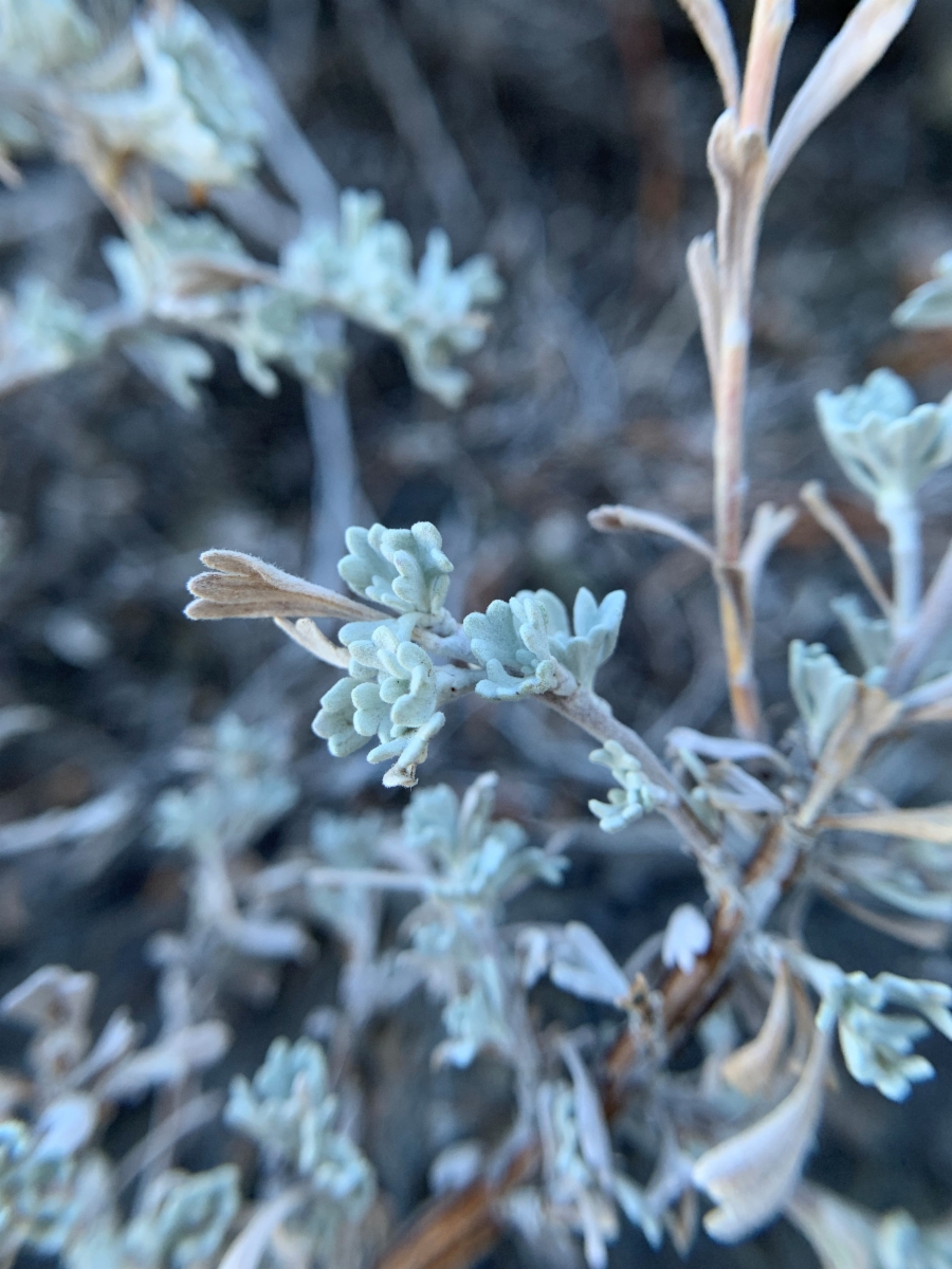 Artemisia arbuscula ssp. arbuscula