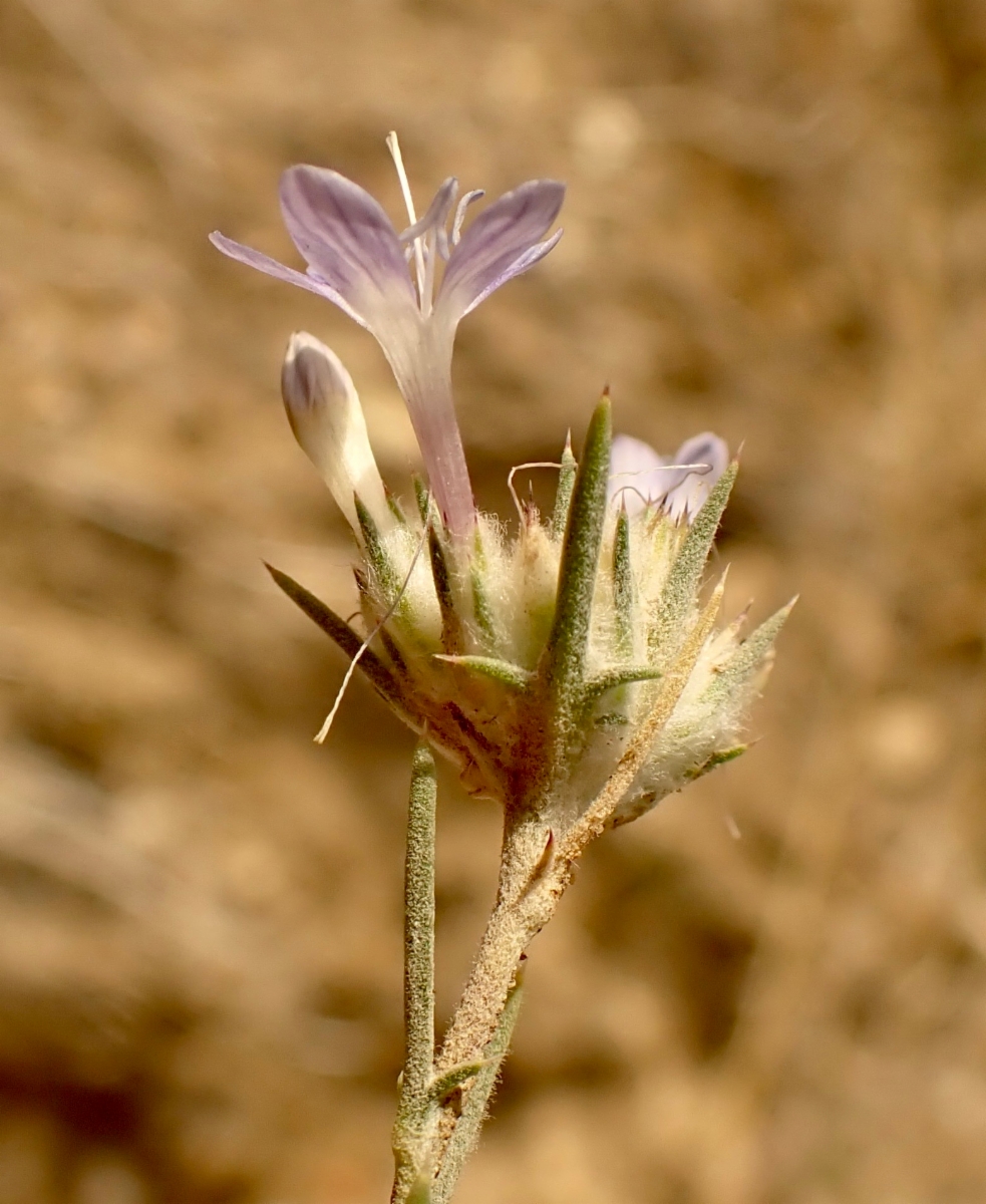 Eriastrum densifolium ssp. austromontanum
