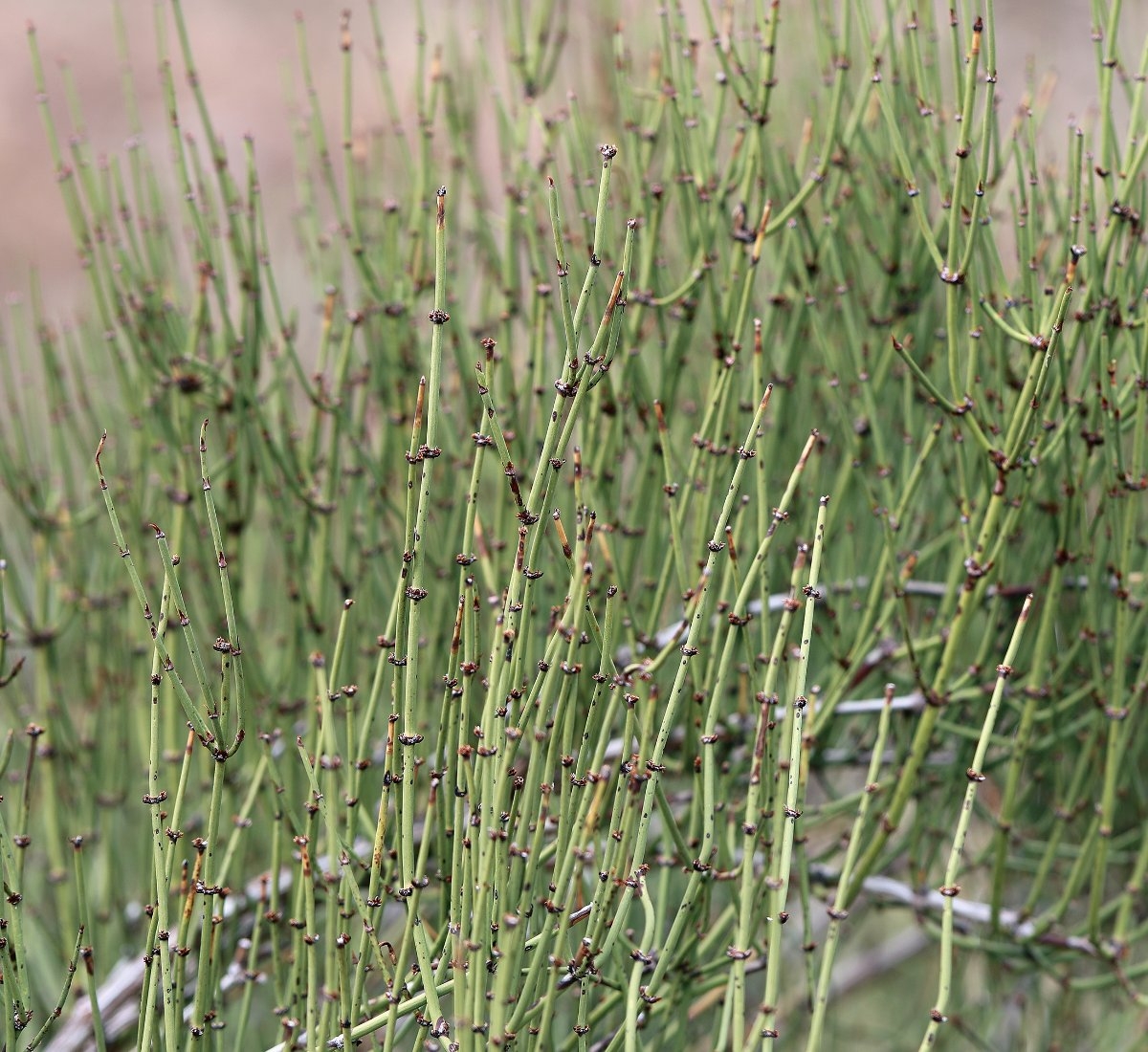 Ephedra viridis