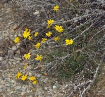 Heliomeris multiflora