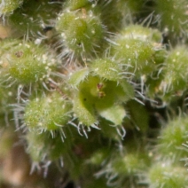 Herniaria hirsuta ssp. cinerea