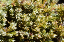 Juniperus communis ssp. alpina