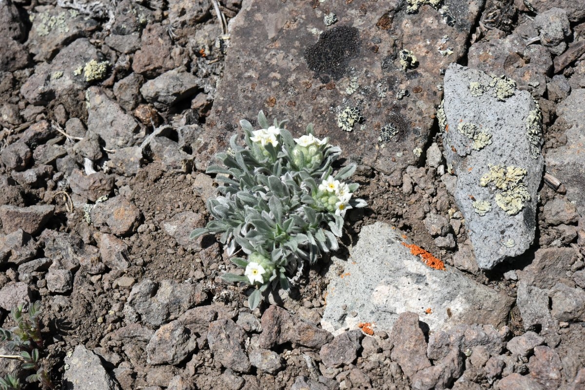 Oreocarya humilis ssp. humilis