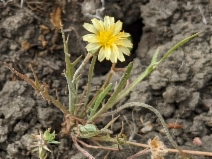 Microseris douglasii ssp. tenella