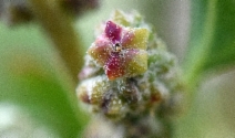Chenopodium berlandieri