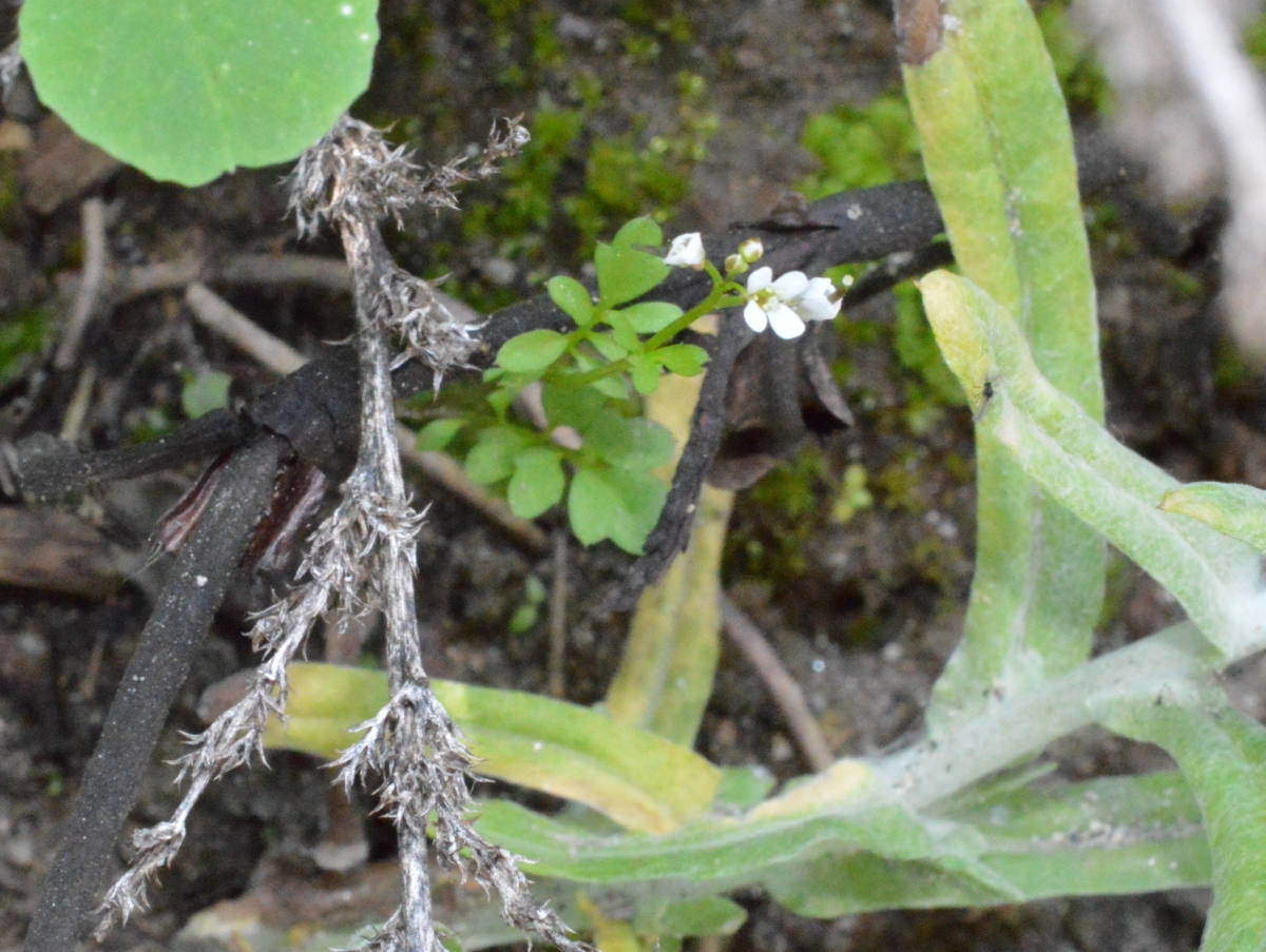 Cardamine pensylvanica