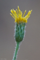Chrysopsis oregona var. scaberrima