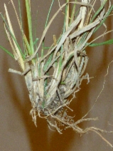 Sporobolus indicus