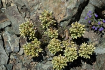 Sedum paradisum ssp. roseum