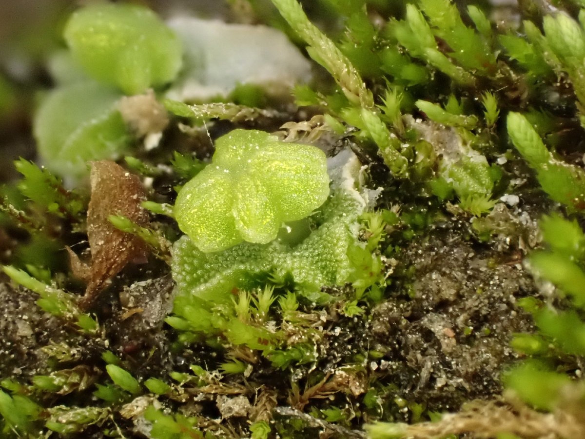 Clevea hyalina