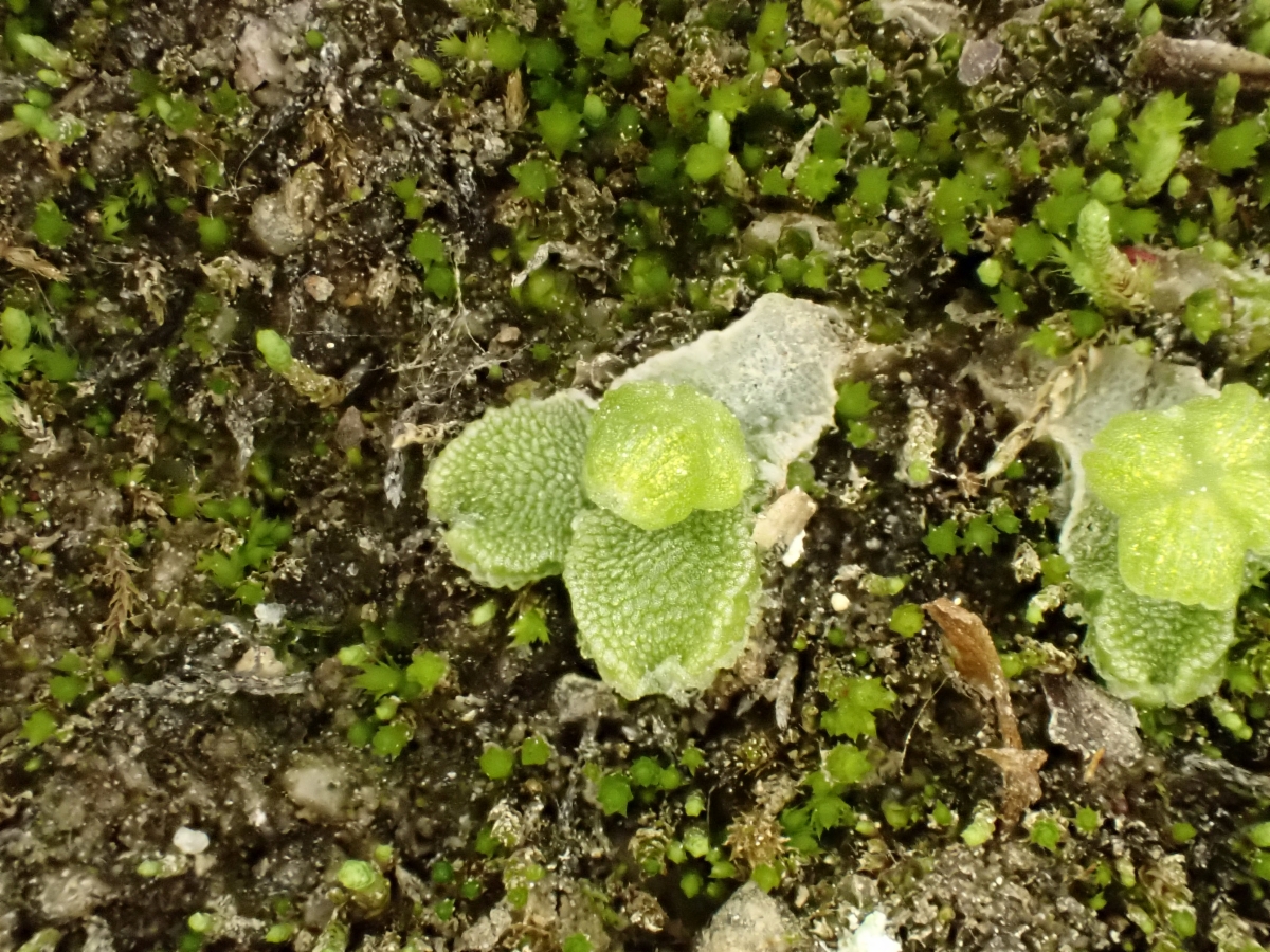 Clevea hyalina