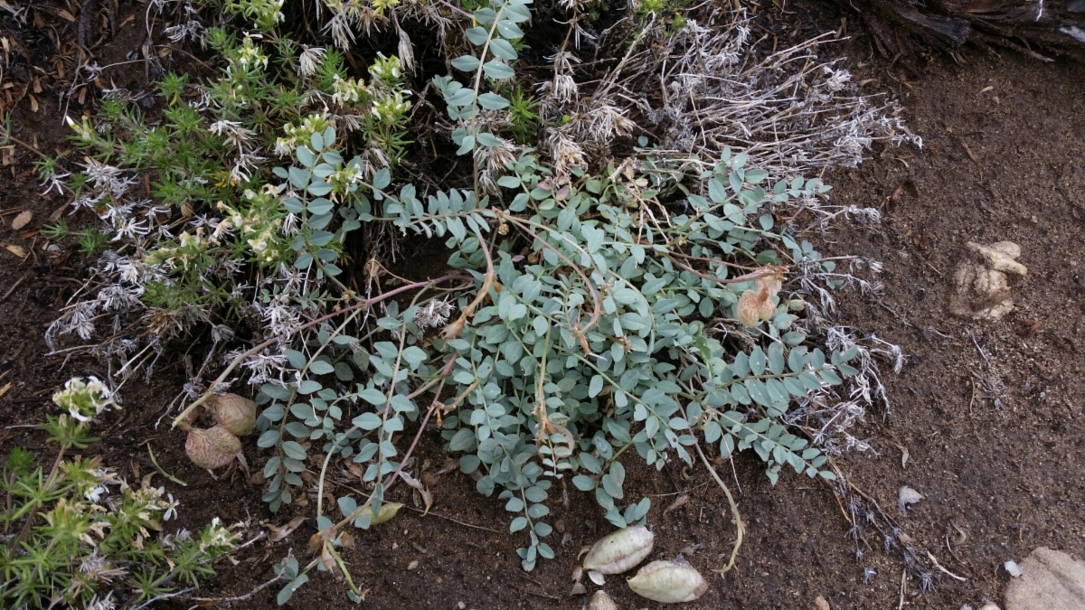 Astragalus oophorus var. oophorus