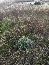 Hordeum brachyantherum ssp. californicum
