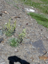 Artemisia borealis ssp. richardsoniana