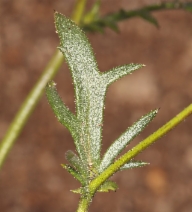 Gilia brecciarum ssp. neglecta