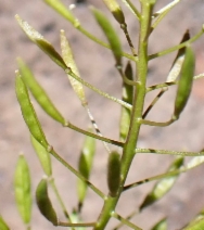 Descurainia pinnata ssp. glabra