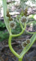 Sparganium erectum ssp. stoloniferum