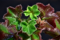 Pelargonium hortorum