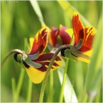 Viola pedunculata