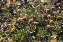 Trifolium longipes ssp. oreganum