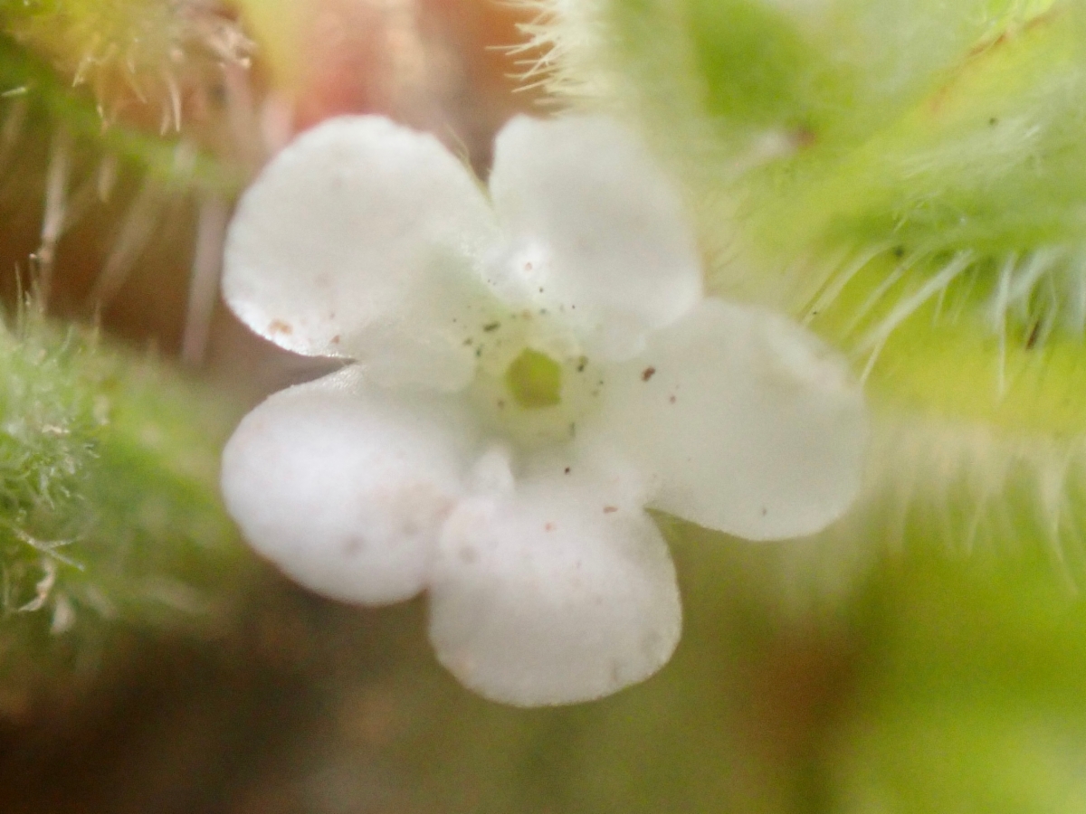 Plagiobothrys canescens var. canescens