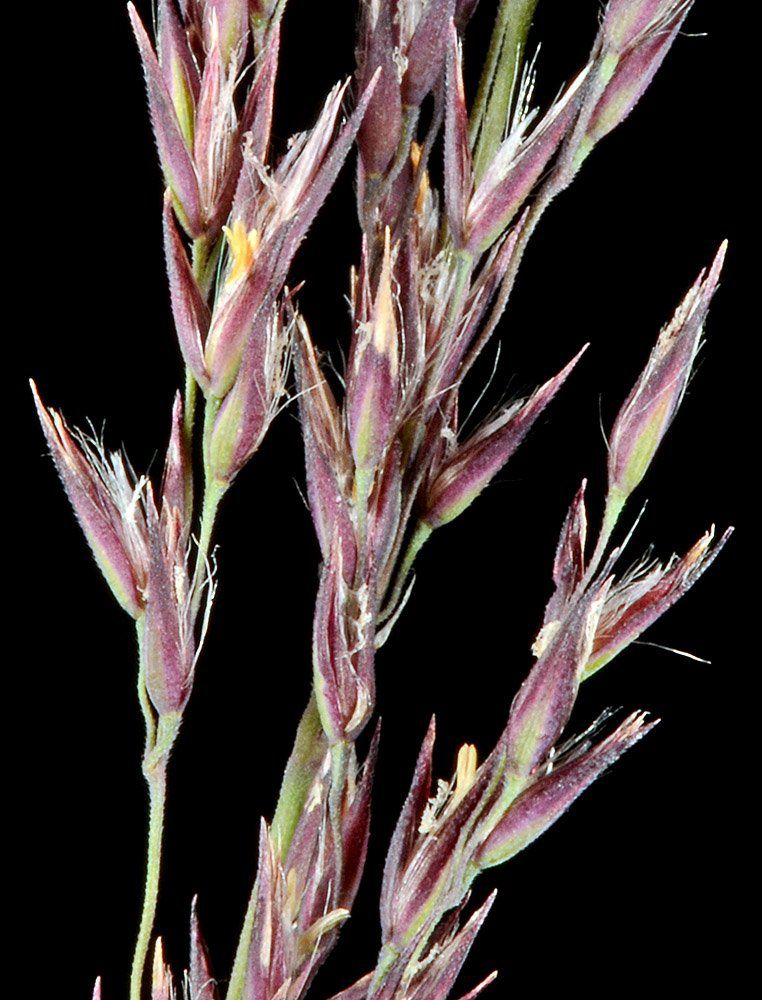 Calamagrostis canadensis var. canadensis