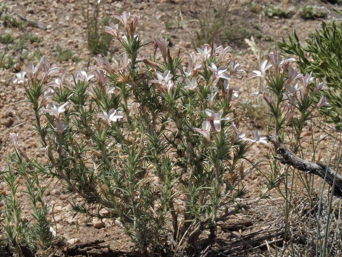 Linanthus pungens ssp. pulchriflorus