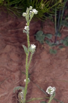 Plagiobothrys kingii var. kingii