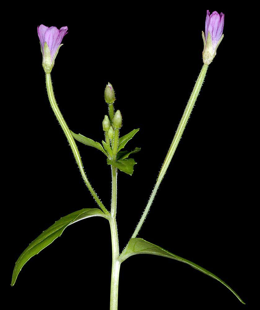 Epilobium hornemannii ssp. hornemannii