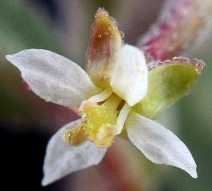 Camissonia minor